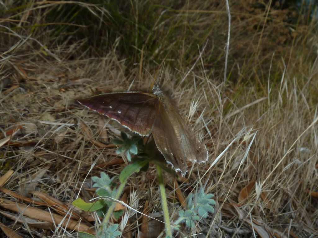 Nymphalidae Satyrinae